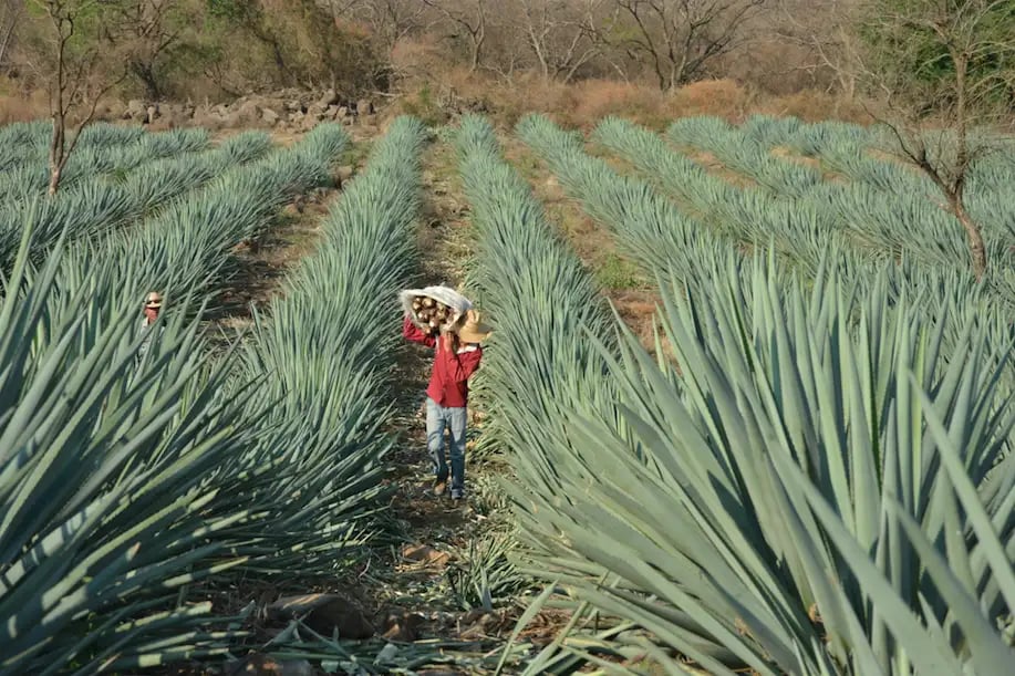 te-gusta-el-tequila-vivelo-a-traves-de-la-ruta-del-tequila-1-Dec-19-2022-04-40-11-3856-AM_11zon