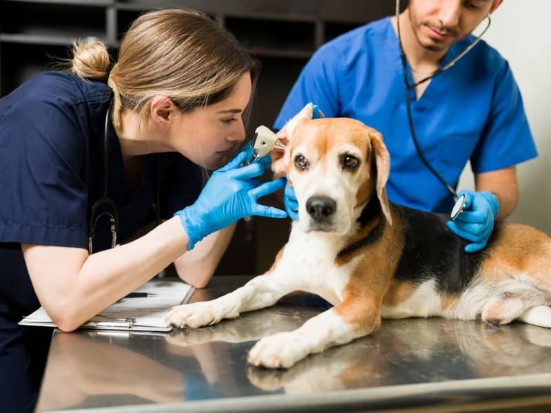 Cuantos años dura la carrera discount de medicina veterinaria y zootecnia