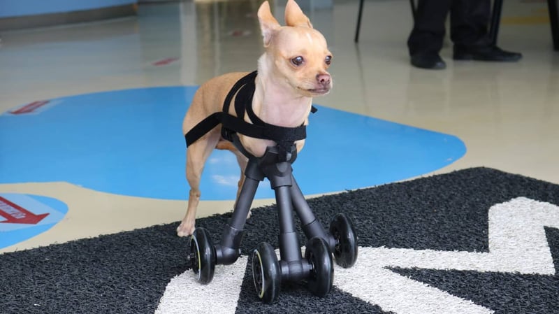 Guzzy, la perrita chihuahua que caminará por primera vez usando un diseño 3D