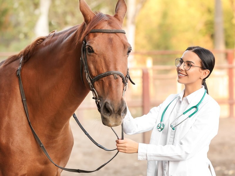 Veterinaria examinando a un caballo en campo de trabajo especializado