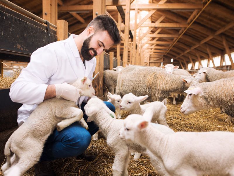 Médico veterinario cuidando corderos en granja con enfoque en producción animal