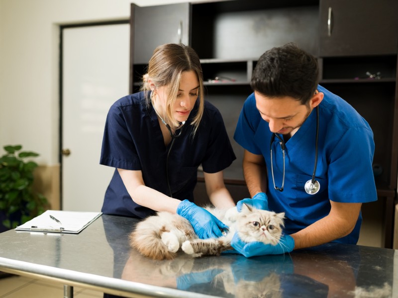 carreras_en_ciencias_de_la_salud_veterinaria